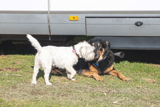 I campeggi che accettano i cani: cosa li caratterizza e dove si possono trovare