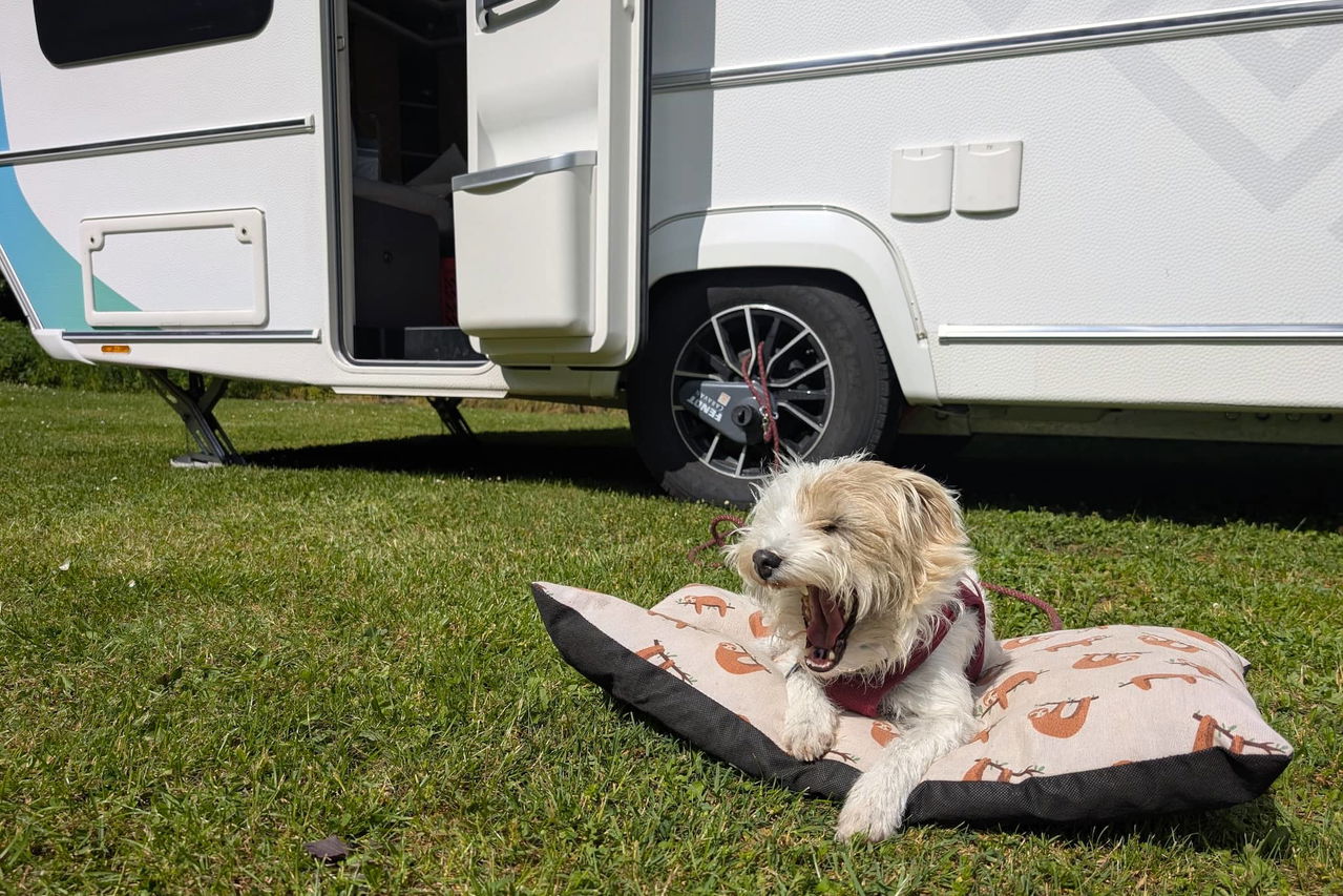 Vacanze in campeggio con i cani: cosa devi sapere prima di partire per l'estero