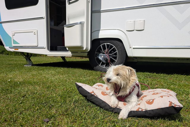 Vacanze in campeggio con i cani: cosa devi sapere prima di partire per l'estero