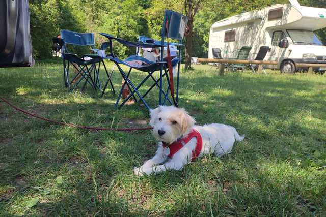 Campeggio con il cane: ecco i 3 campeggi più dog-friendly della Germania