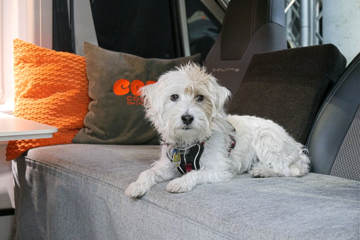 Auch bei vierbeinigen Familienmitgliedern ist die Cozy Couch beliebt